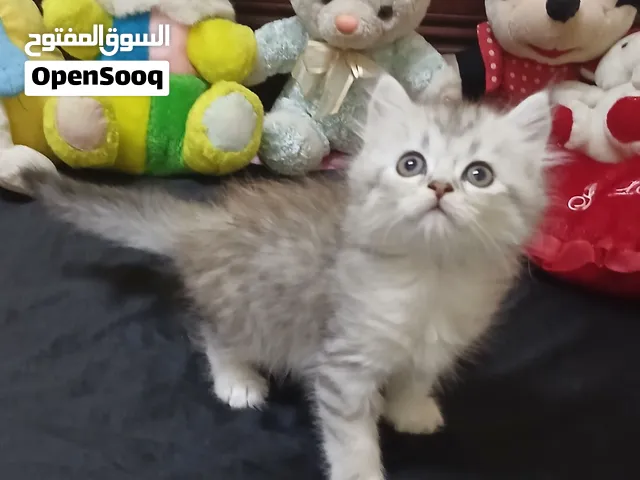 شيرازي مون فيس