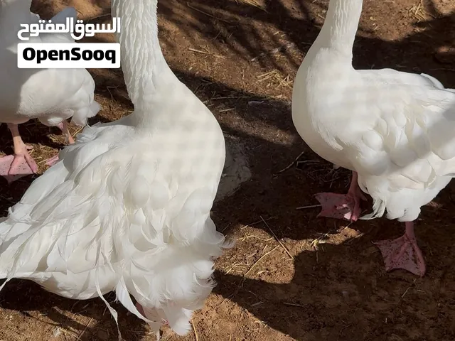 وز كيرلي للبيع