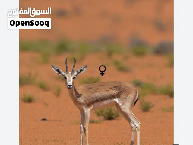 مطلوب غزلان الريم
