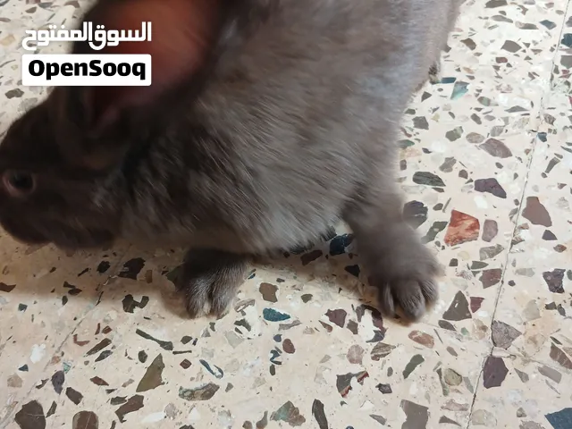 انثه بابيون