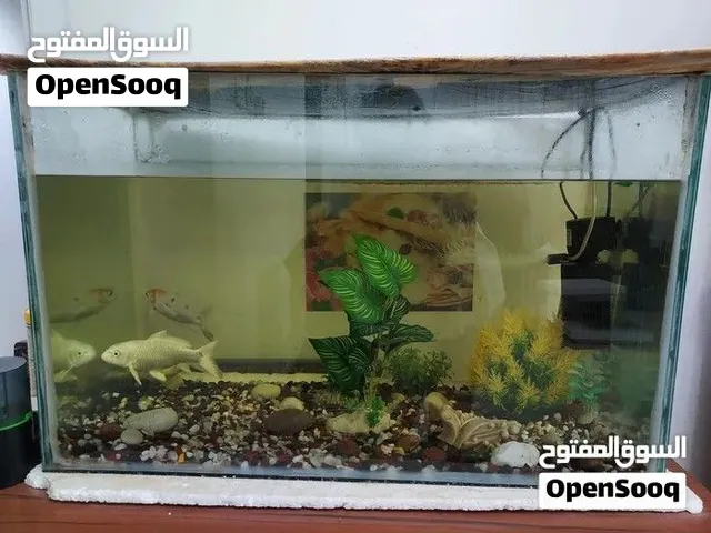 Aquarium ready to use include aquarium tank, live fish, filter/pump.