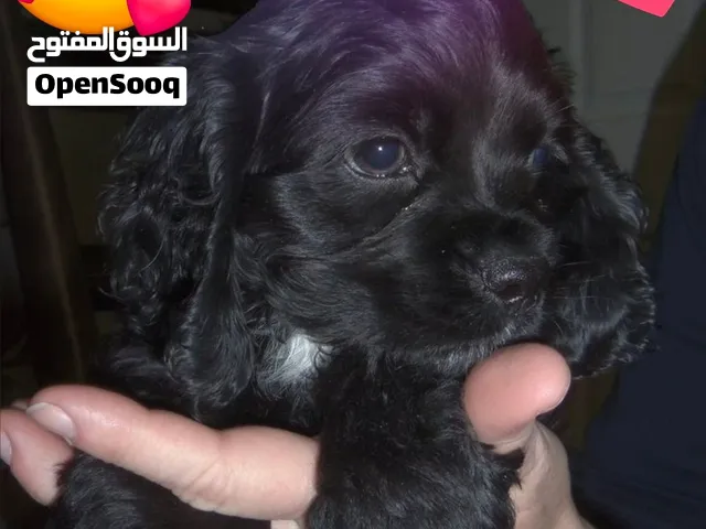 بيور كوكر اسبانيل فصيلة امريكي