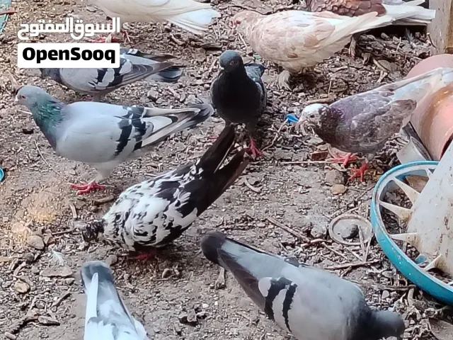 للبيع حمام حلوات و دياكه حلوين الوصف مهم جدا جدا