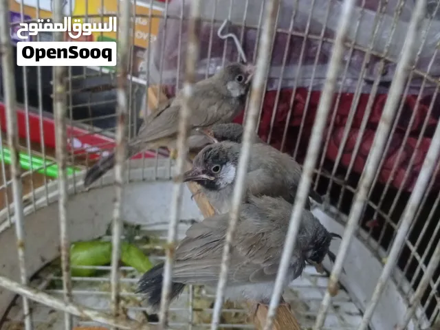 بلابل مخاليف ابيعهن شلع
