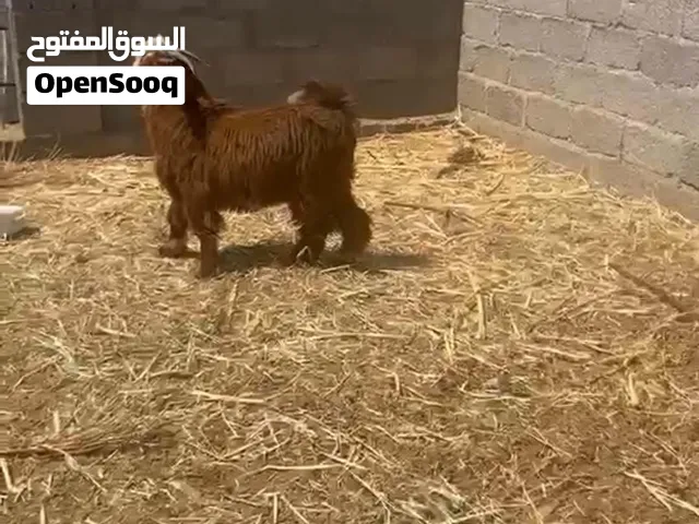 بسم الله م شاء الله تيس سعيدي اصل مد وشور وصغير سن هديد هاد ع الحلال تيس فاخر من الآخر