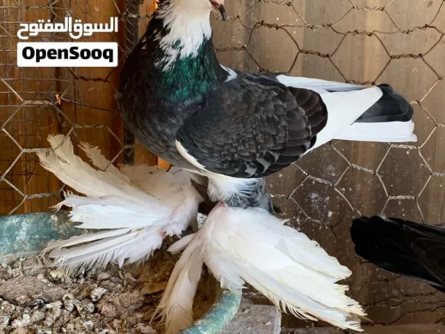 كوبية للبيع