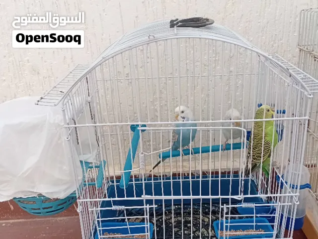 سلام عليكم عصافير بقالينو للبيع بالقفص متعهم مفرخات قاعد منهم فرخ واحد بس