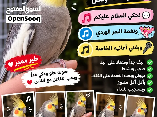 طائر ككتيل اليف متكلم بحكي السلام عليكم وبغني طائر منتج للجادين