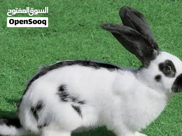 ارانب فراشه 2اناثي