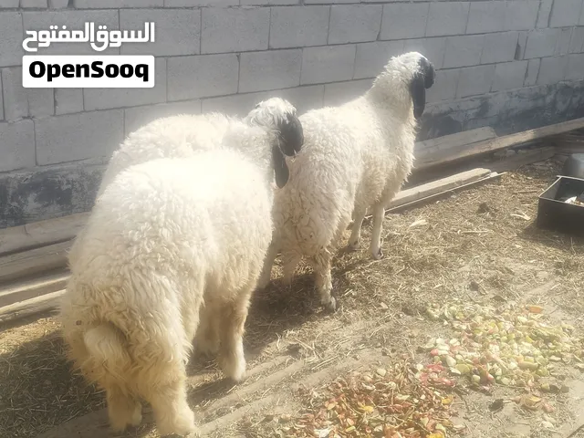 خرفان3 للبيع سمان جدا للبيع المكان بصرة ابي الخصيب
