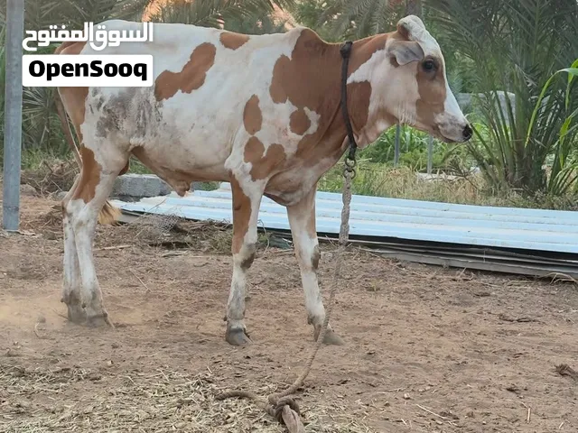 عجل حق البيع