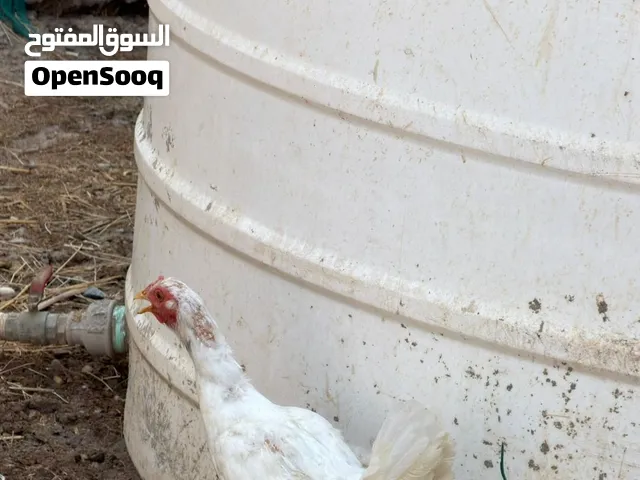 دجاجتين و 4 ديوجه كويتي