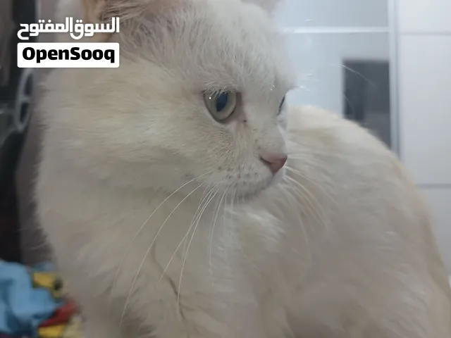 قطة للتبني،جبل عمان.