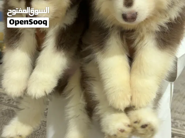 ذكرين ألاسكا مالموت جاينت من العيار الثقيل العمر 60 يوم و الوزن 7 كيلو تبارك الرحمن