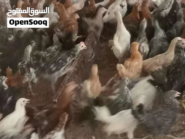 دجاج عماني للبيع العمر اربع شهور ونص