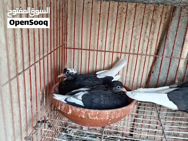 زغاليل وطبات حمام قطيفي و حمام بلدي