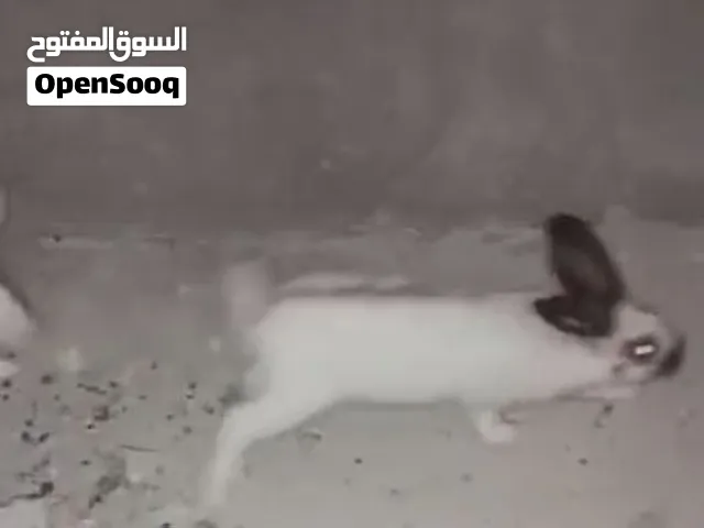 البيع الارانب