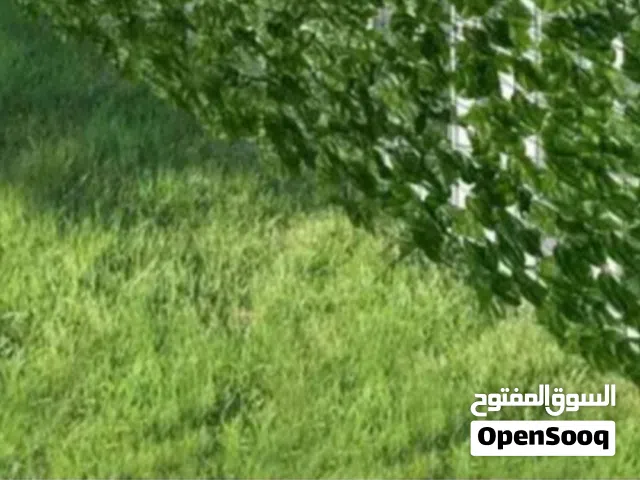 سياج ورقي من أوراق الأشجار  للحدائق  وأحواض السباحه