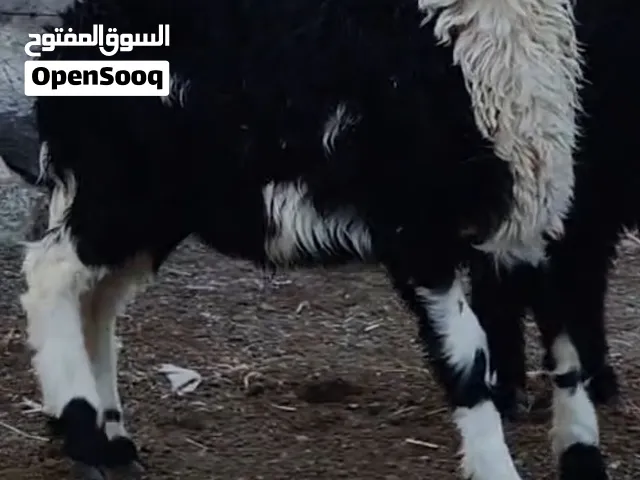 البيع كبشان نجديات