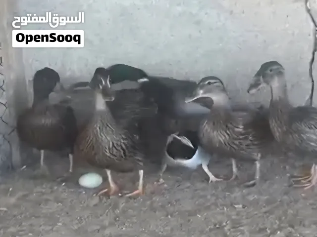 بط طيار للبيع