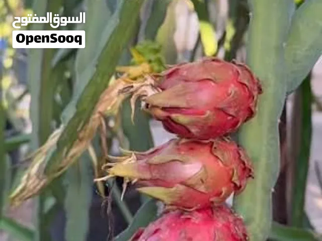 فاكهة التنين شتلة صنف بانك بانثر للبيع الطول ميترو و 20 سم صورة الثمار من النت السعر خاص في زليتن