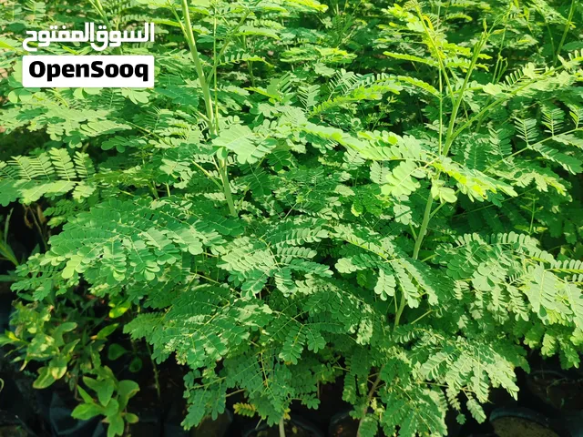 شتلات زراعيه مثمره وزينه