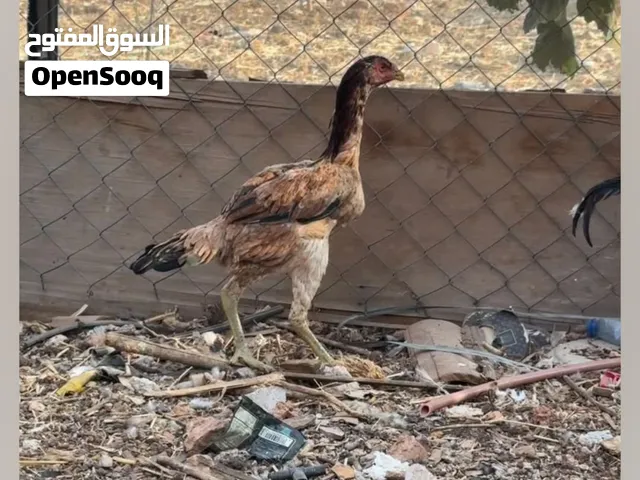 دجاج باكستاني للبيع بزرت علي العزام
