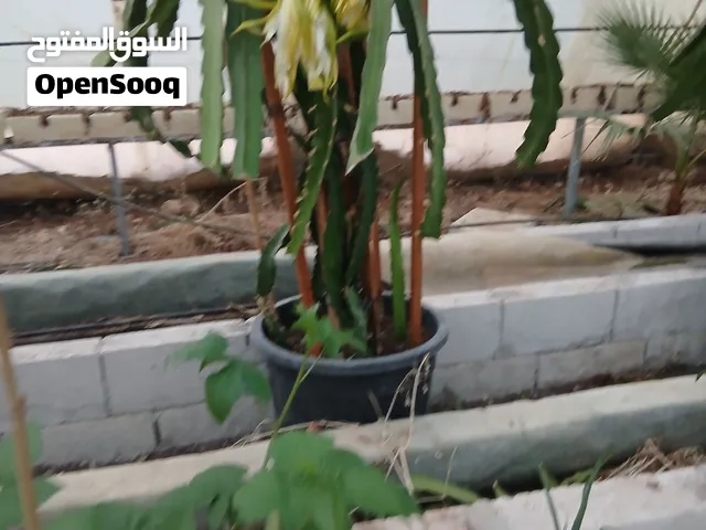 اشتال و ثمار بلاك بيري و دراغون فروت