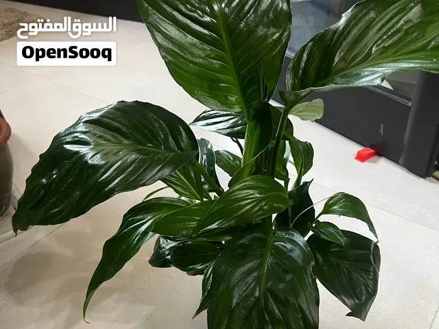 Peace Lily - Indoor Plant For Sale