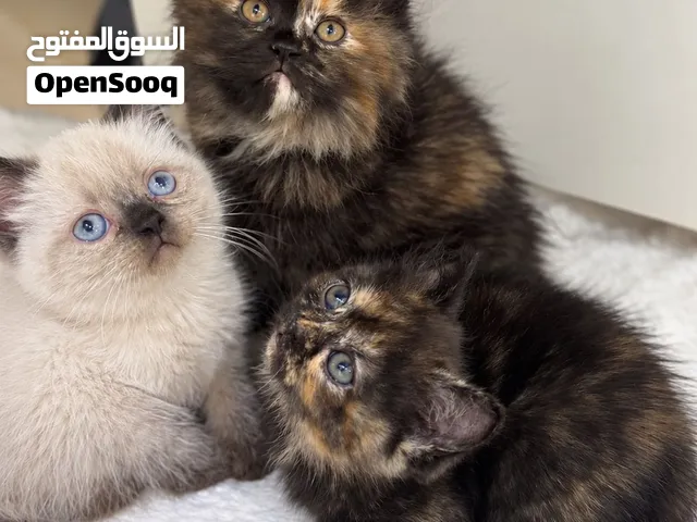 Scottish Fold صغار – Long & Short Hair 900/- aed each