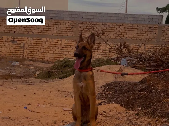 سلام عليكم كلب ملينو للبيع 094245009 وتس فقط
