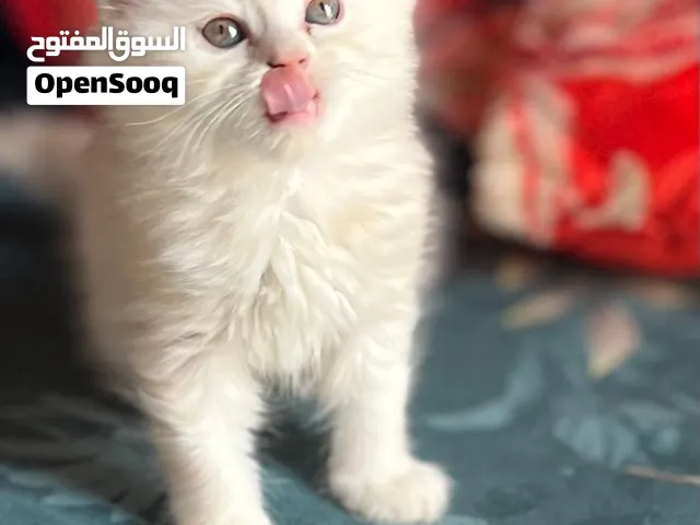 اثنين ذكور شيرازي عمر شهرين لون سكري جاهزات ومتدربات على الليتربوكس ومتعودات على اكل المنزل للبيع