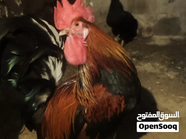 لبيع دجاج وديج