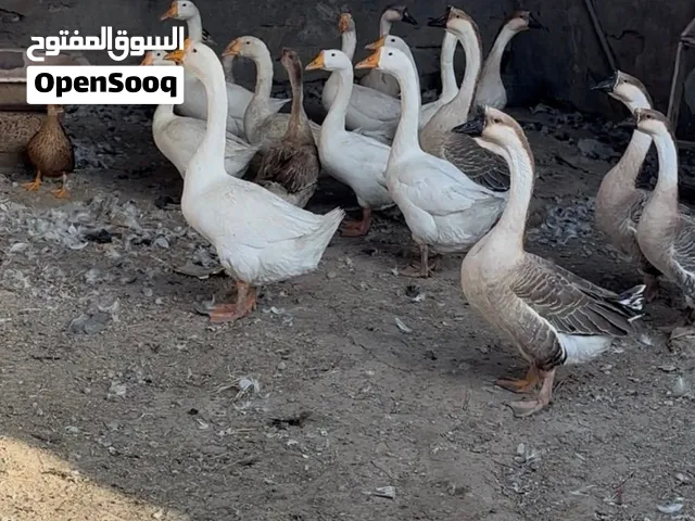 وز كوبرا ابيض واملح البيع