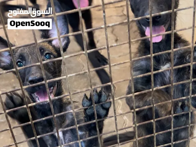 مالينوووووووو