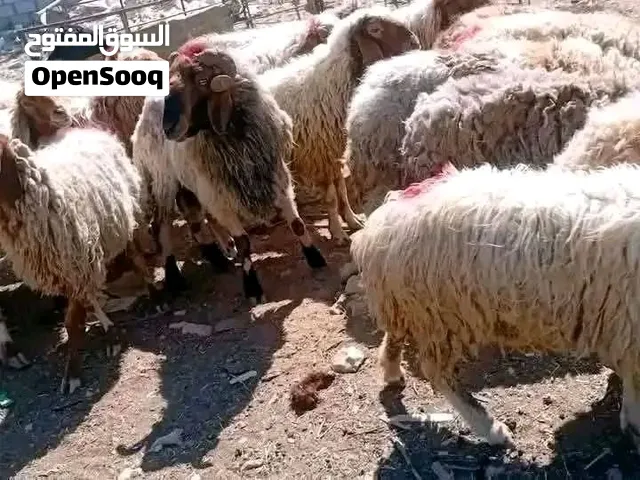 عروض لمدة محددة حلال بلدي عقائق نذر فدوى لجميع المناسبات موجودة جميع الأوزان بأقل الأسعار