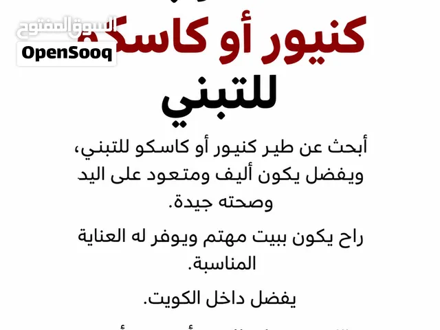 مطلوب ببغاء للتبني
