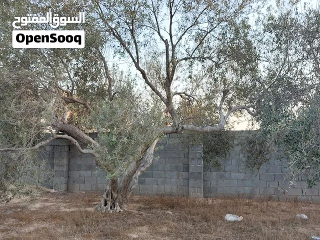 أربعة اشجار زيتون عربي ماشاءالله(فحم)