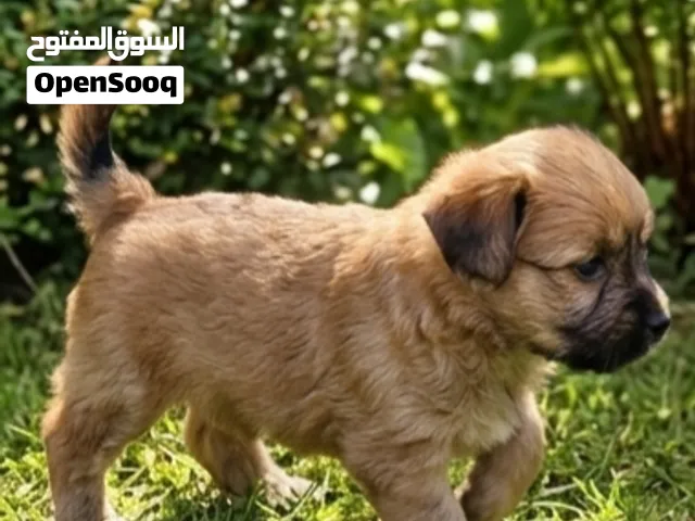 جراء كلب caniche bichon havanais