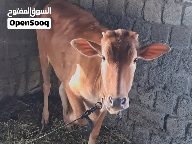 عجلة عمانية تصلح لذبح ولتربية عمر سنه