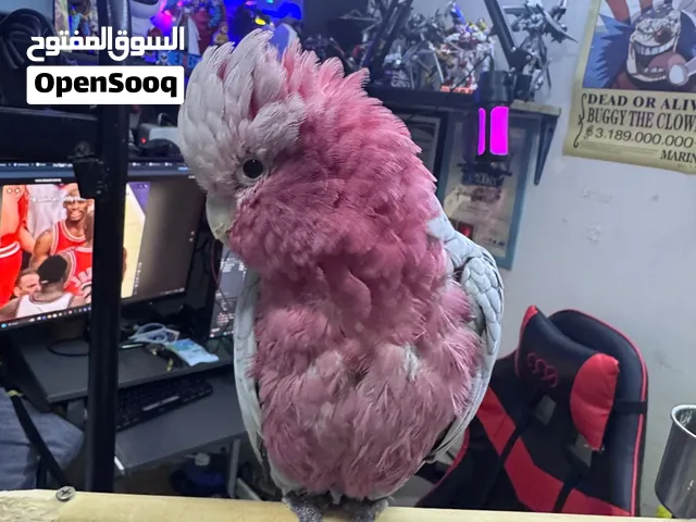 Cockatoo galah