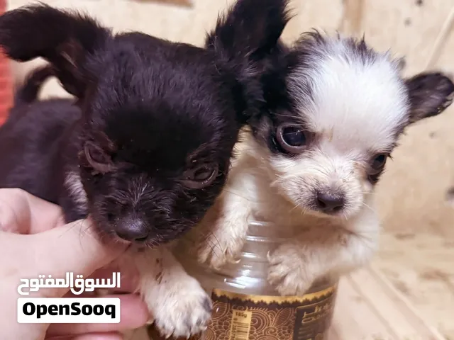 2 male semi long haired pure teacup chihuahuas
