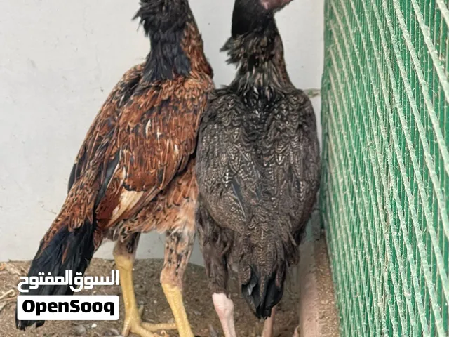 للبيع دجاج باكستاني