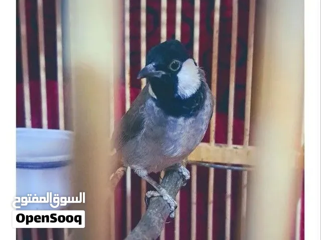 بليل منزل أليف - صوته عالي ومميز وواضح - ياكل من الايد