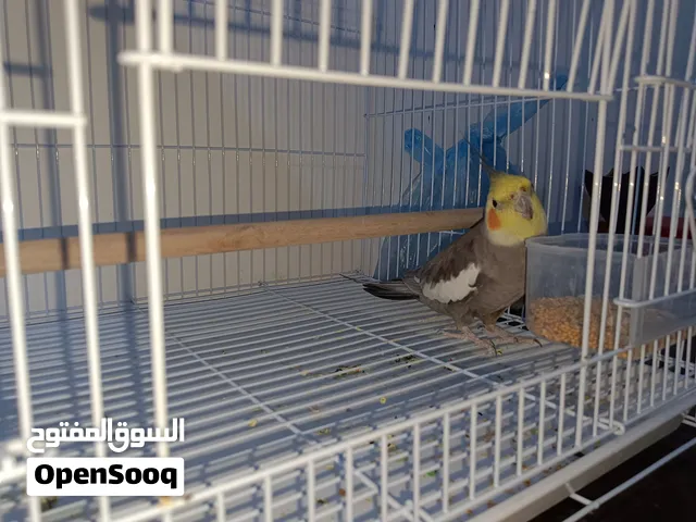 طائر كوكاتيل ذكر للبيع Cocktail Male for Sale