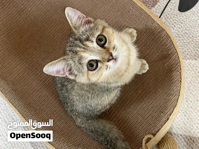 سكوتش ستريت