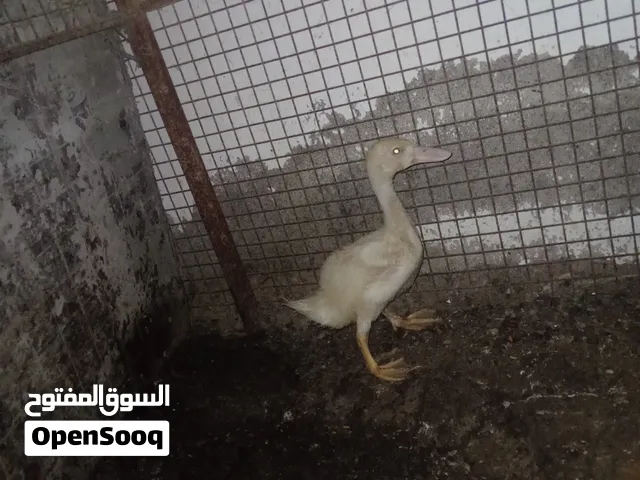 بط صغيره ف السن