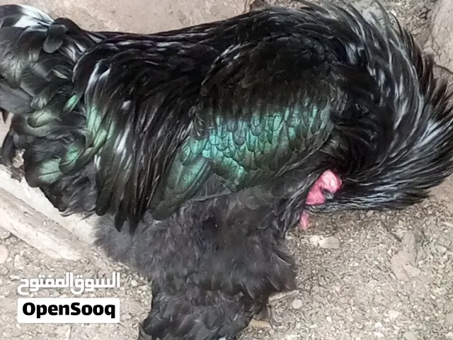 دجاج براهما للبيع فرخات وديوك