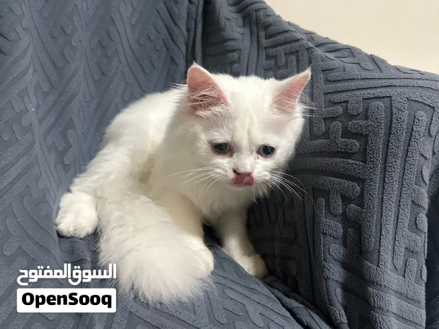 قطة شيرازية