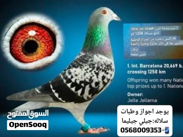 hamaam zajil Racing Pigeon